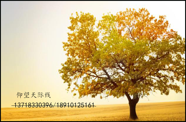 仰望天际线.jpg